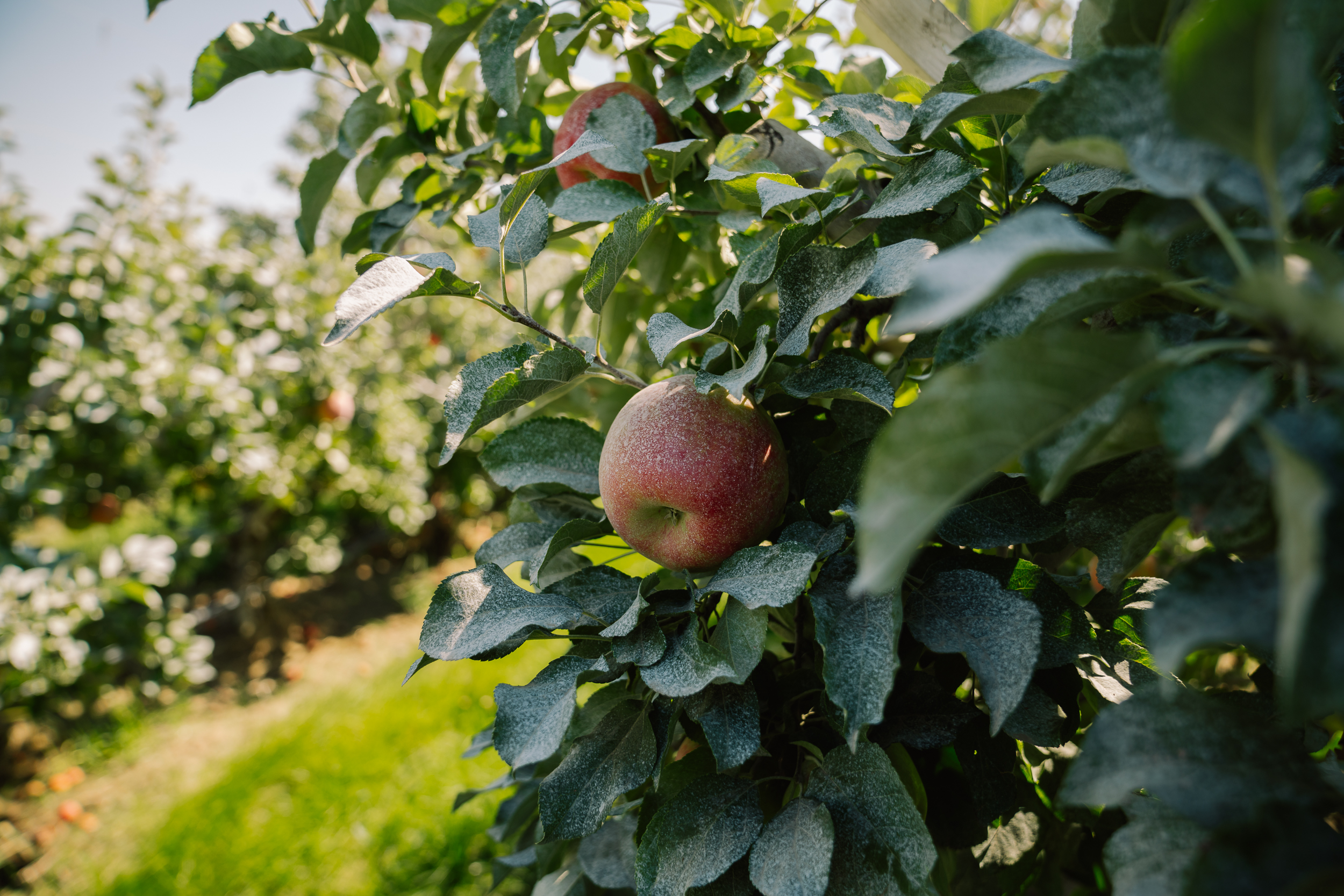 Apples ripening in a Linda Fruit orchard